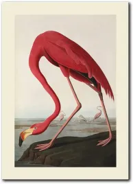 obraz-brodzacy-flaming-50x70-cm