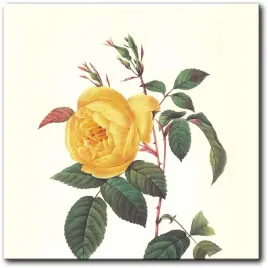 obraz-zolta-roza-40x40-cm