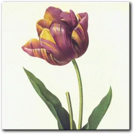 obraz-tulipan-40x40-cm