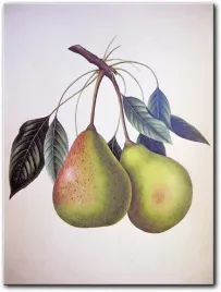 obraz-gruszki-30x40-cm
