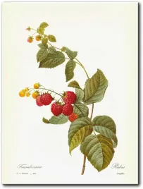 obraz-maliny-30x40-cm