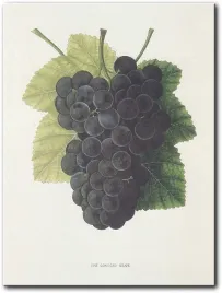 obraz-winogrona-30x40-cm