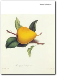 obraz-zolta-gruszka-30x40-cm