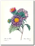 obraz-aster-chinski-30x40-cm