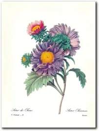 obraz-aster-chinski-30x40-cm