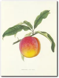 obraz-brzoskwinia-30x40-cm