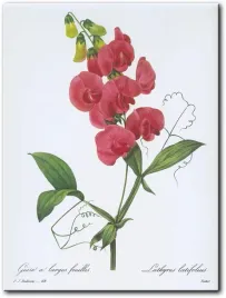 obraz-groszek-szerokolistny-30x40-cm