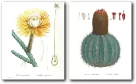 kaktusy-botanical-art-komplet-2-sztuki-40x50-40x50-cm