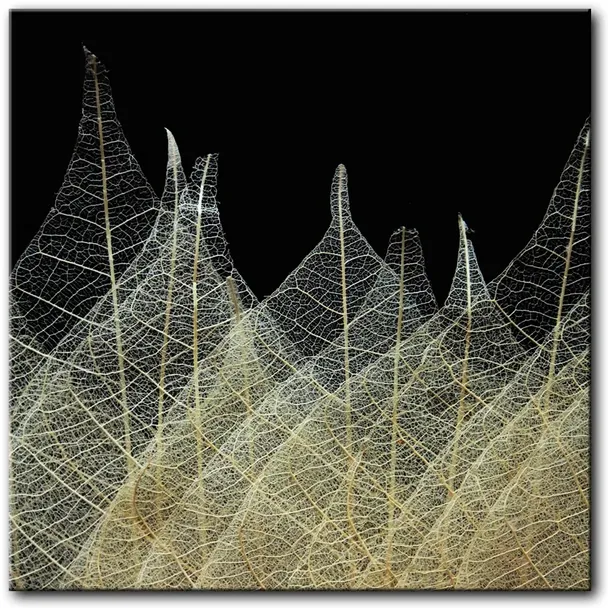 obraz-liscie-80x80-cm