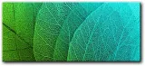 obraz-liscie-145x63-cm
