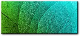 obraz-liscie-145x63-cm