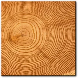 obraz-sloje-drzewa-100x100-cm