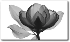 obraz-kwiat-rentgen-120x70-cm