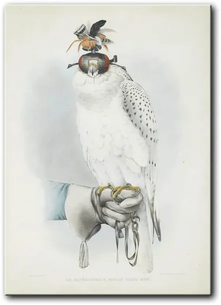 obraz-sokol-50x70-cm