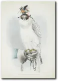 obraz-sokol-50x70-cm