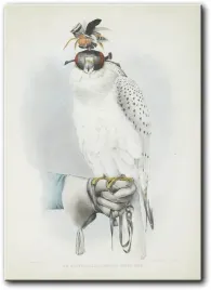 obraz-sokol-50x70-cm