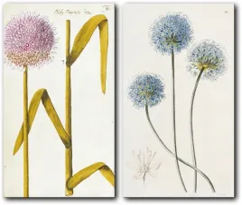 dyptyk-botaniczny-80x70-cm-40x70-cm-2-szt