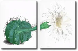 obraz-kaktus-60x40-cm-30x40-cm-2-szt
