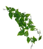 filodendron-200-cm-lucky-reptile-stan-nowy