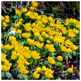 rannik-wiosenny-cebulki-cylicyjski-eranthis-zolty-10-sztuk-gratis