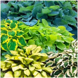 hosta-funkia-mix-odmian-duze-liscie-sadzonki-3-szt-gratis
