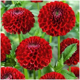 dalia-pmponowa-czerwona-glow-sadzonki-bulwy-3-szt-gratis