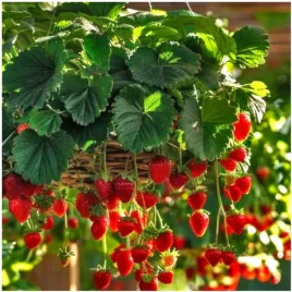 truskawka-pendula-zwisajaca-do-donic-owocuje-caly-sezon-nasiona-001-g