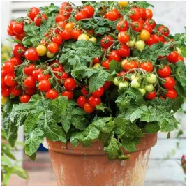 pomidor-koktajlowy-tiny-tim-cherry-karlowy-slodkie-owoce-nasiona-05-g