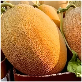 melon-ananas-slodki-aromatyczny-soczysty-nasiona-1-g