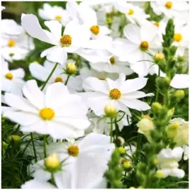 onetek-kosmos-sensation-purity-bialy-do-rabat-i-ciecia-nasiona-1-g