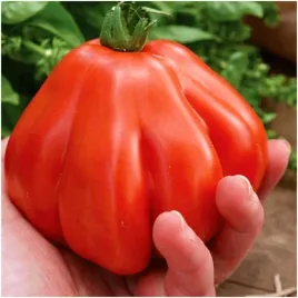 pomidor-gruntowy-or-pera-dabruzzo-duze-miesiste-owoce-nasiona-05-g