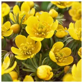 rannik-wiosenny-cylicyjski-eranthis-cebulki-5-sztuk-gratis