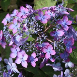 hortensja-pilkowana-barca-p9-1-szt