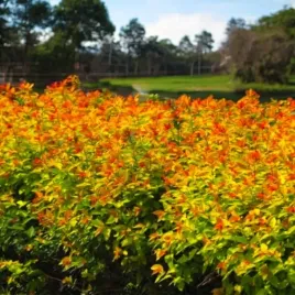 tawula-japonska-goldflame-p9-1-szt