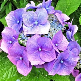 hortensja-pilkowana-blue-clouds-p9-1-szt