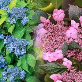 hortensja-pilkowana-morning-glory-p9-1-szt