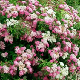 tawula-szara-shirobana-1-szt-doniczka-p9