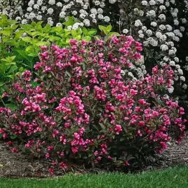 krzewuszka-florida-victoria-p9-1-szt