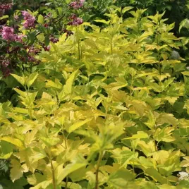 pecherznica-kalinolistna-luteus-doniczka-p9-1-szt