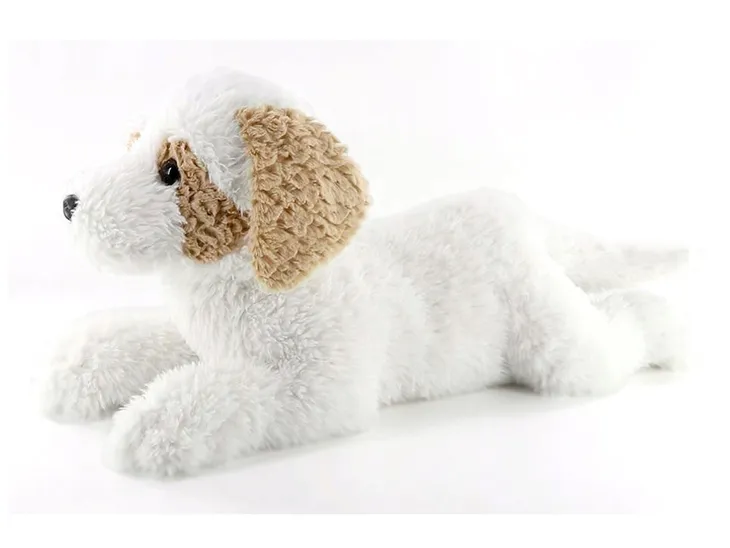 plusz-pies-hawanczyk-60-cm-lezacy-plec-chlopcy