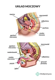 plansza-anatomiczna-uklad-moczowy-2058-medyczny-eu