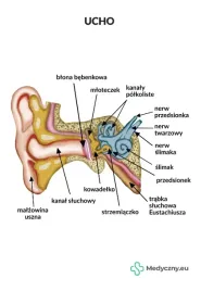 plansza-anatomiczna-ucho-2067-medyczny-eu