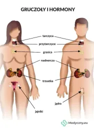 plansza-anatomiczna-gruczoly-i-hormony-2081-medyczny-eu