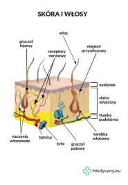 plansza-anatomiczna-skora-i-wlosy-2069-medyczny-eu
