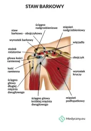 plansza-anatomiczna-staw-barkowy-2078-medyczny-eu