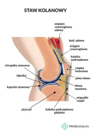 plansza-anatomiczna-staw-kolanowy-2079-medyczny-eu