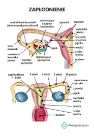 plansza-anatomiczna-zaplodnienie-2082-medyczny-eu