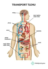 plansza-anatomiczna-transport-tlenu-2072-medyczny-eu