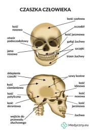 plansza-anatomiczna-czaszka-2064-medyczny-eu
