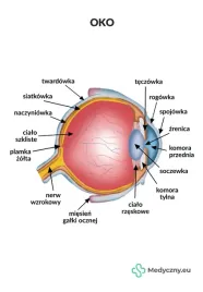 plansza-anatomiczna-oko-2066-medyczny-eu
